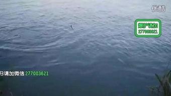 钓鱼教学视频下载,新手必看技巧解析