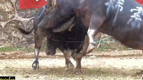 斗牛视频,热血沸腾的竞技对决