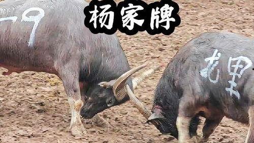 斗牛视频,热血沸腾的竞技对决