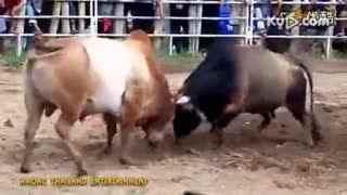 斗牛视频,热血沸腾的竞技对决