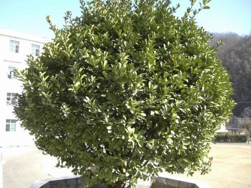 网红明星 第3页