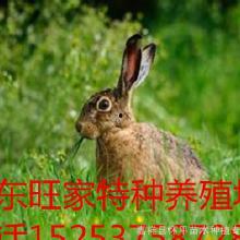 扑野兔视频,一场惊心动魄的野外冒险