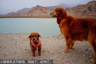 藏犬视频,忠诚守护者的传奇故事