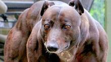 藏犬视频,忠诚守护者的传奇故事
