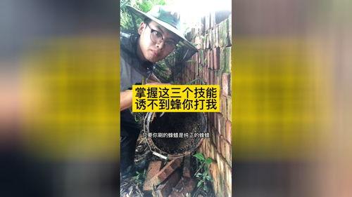 诱蜂技术视频,揭秘蜜蜂吸引与养殖奥秘