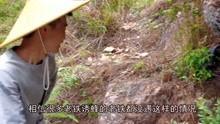 诱蜂技术视频,揭秘蜜蜂吸引与养殖奥秘